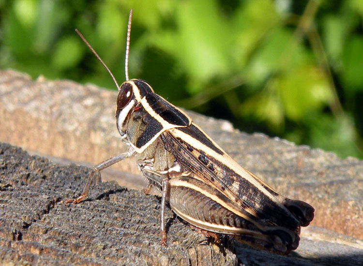 Orthoptera del Gran Sasso